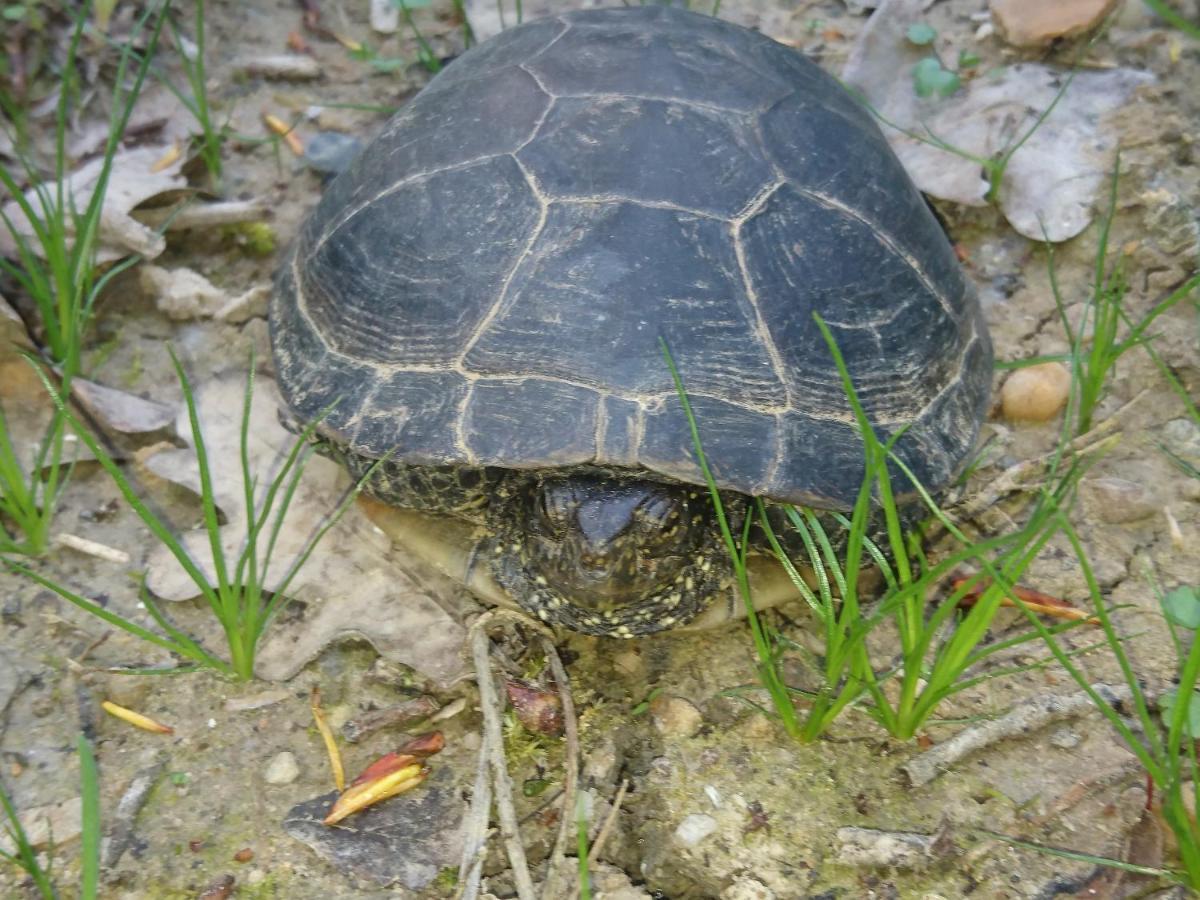 Location meublée au milieu d'un écrin de verdure Aux vieux fours Noaillac Esterno foto